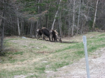 Moose cow and her calves on RT 2 in Coos County NH in 2006